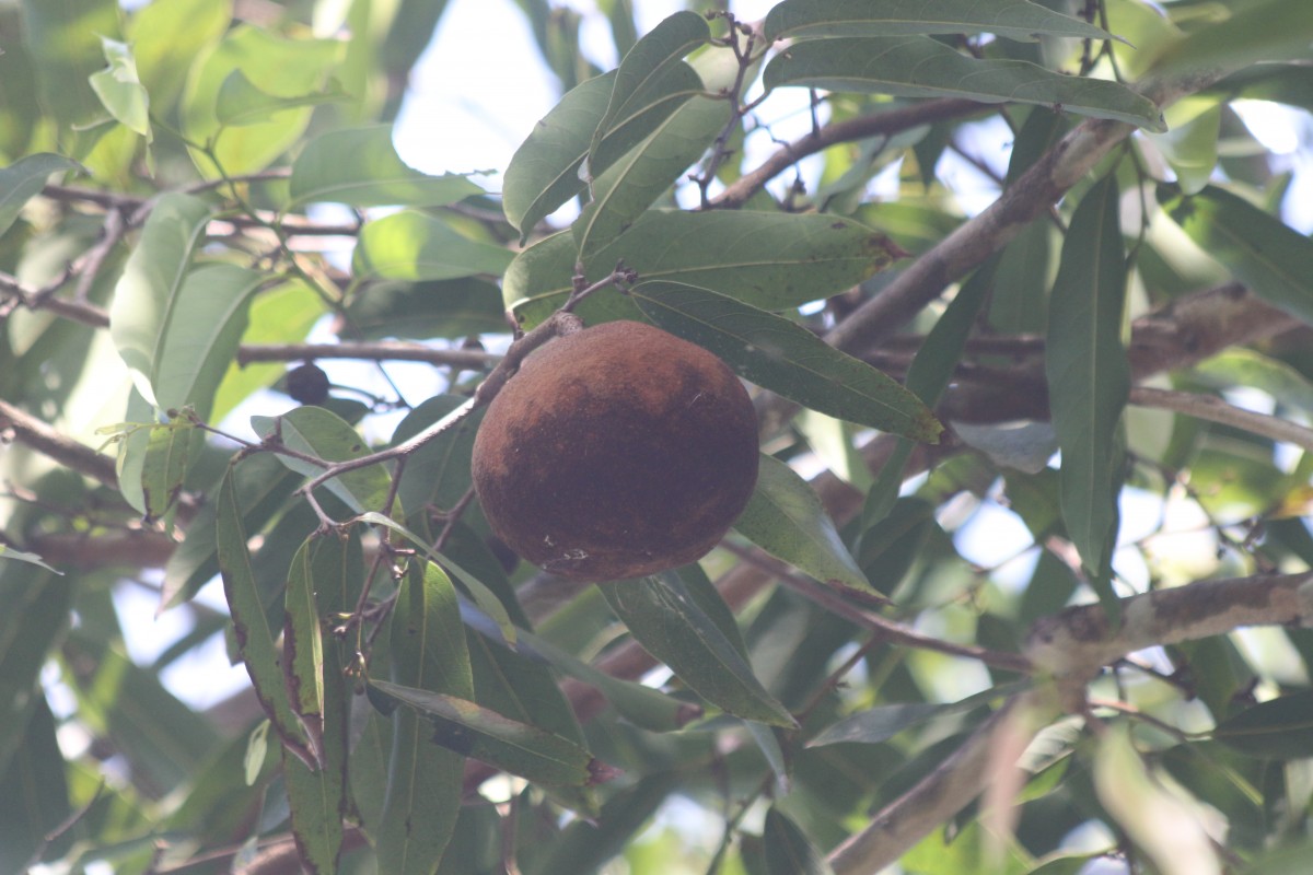 Hydnocarpus castaneus Hook.f. & Thomson